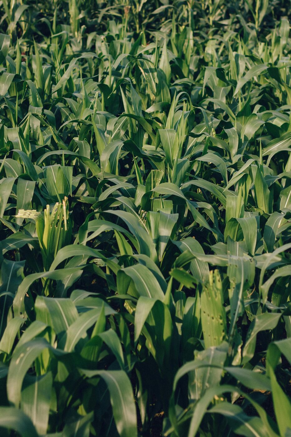 Ekologiczne rolnictwo regeneracyjne - naturalna hodowla zwierząt na pastwisku